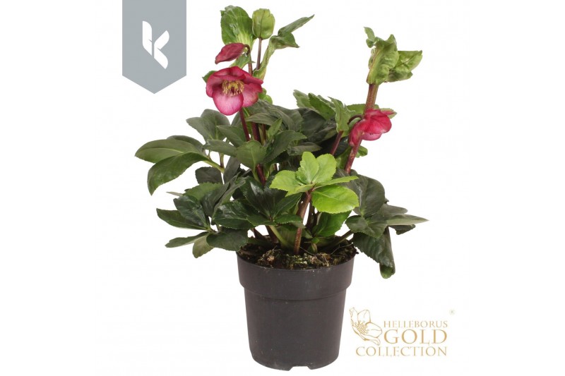 Helleborus Hgc Winter Ballet Leila 