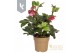 Helleborus Hgc Winter Ballet Leila Gouden pot 