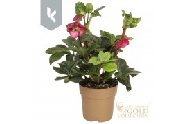 Helleborus Hgc Winter Ballet Leila Gouden pot