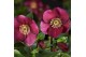 Helleborus Hgc Winter Ballet Leila Gouden pot 
