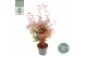 Acer palmatum shaina 