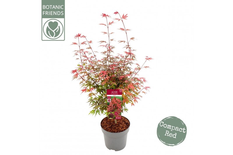 Acer palmatum shaina 