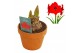Hippeastrum Red Lion - Terracotta pot 