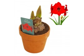 Hippeastrum Red Lion - Terracotta pot