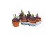 Hippeastrum Red Lion - Terracotta pot 