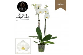 Phalaenopsis anthura nottingham Phal. Surtido - Nottingham 2-Tak 16 bl