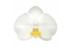 Phalaenopsis anthura nottingham Phal. Surtido - Nottingham 2-Tak 16 bl 
