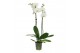 Phalaenopsis anthura nottingham Phal. Surtido - Nottingham 2-Tak 16 bl 