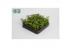 Portulacaria afra 