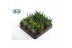 Aloe mix 