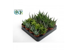 Aloe mix