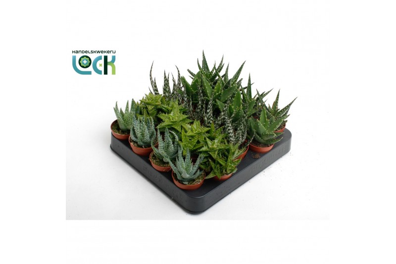 Aloe mix 