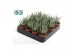 Haworthia fasciata big band 