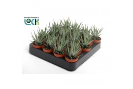 Haworthia fasciata big band