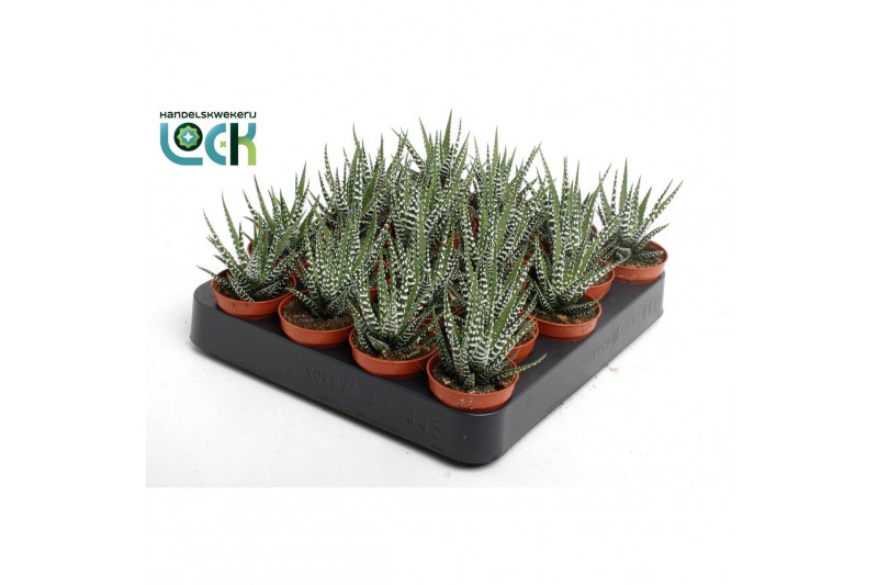 Haworthia fasciata big band 