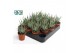 Haworthia fasciata big band 