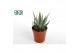 Haworthia fasciata big band 