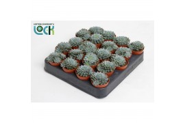 Echeveria Derenbergii