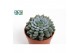 Echeveria Derenbergii 