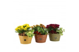 Arrangementen tuinplanten 41609: Outdoor autumn arrangement 2 pp
