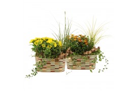Arrangementen tuinplanten 41622: Outdoor autumn arrangement 3 pp