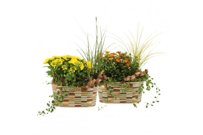Arrangementen tuinplanten 41622: Outdoor autumn arrangement 3 pp Arrangementen tuinplanten 41622: Outdoor autumn arrangement 3 pp