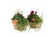 Arrangementen tuinplanten 41632 Outdoor autumn arrangement 2 pp 