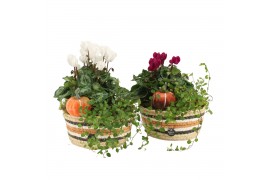 Arrangementen tuinplanten 41632 Outdoor autumn arrangement 2 pp