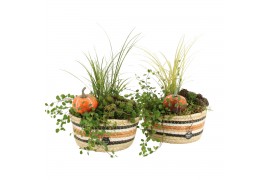 Arrangementen tuinplanten 41633: Outdoor autumn arrangement 3 pp