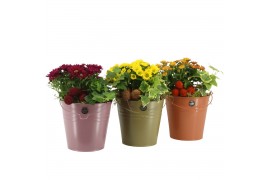 Arrangementen tuinplanten 41634: Outdoor autumn arrangement 2 pp