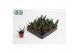 Succulent minor Gasteria Minor 