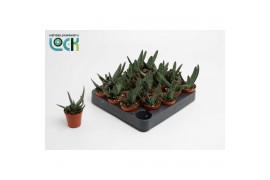 Succulent minor Gasteria Minor