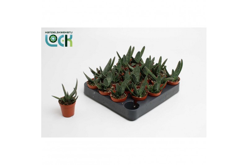 Succulent minor Gasteria Minor 