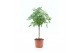 Schefflera arboricola luseana Schefflera Luseana 1 stam per pot 2 pp 