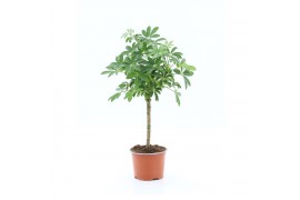 Schefflera arboricola luseana Schefflera Luseana 1 stam per pot 2 pp
