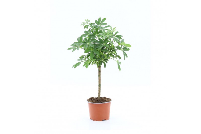 Schefflera arboricola luseana Schefflera Luseana 1 stam per pot 2 pp Schefflera arboricola luseana Schefflera Luseana 1 stam per pot 2 pp