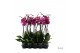 Phalaenopsis paars A2 - 1 tak - 75/80cm 