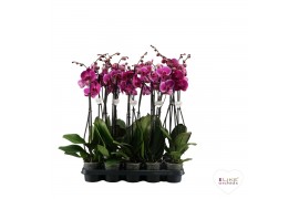 Phalaenopsis paars A2 - 1 tak - 75/80cm