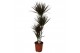 Dracaena marg. magenta 4pp - 90-60-30-15 