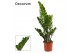 Zamioculcas zamiifolia Zamioculcas 17 cm, 5+ veren (Decorum) (kopie) 5 