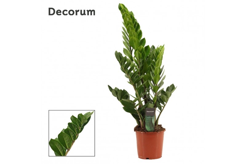 Zamioculcas zamiifolia Zamioculcas 17 cm, 5+ veren (Decorum) (kopie) 5 Zamioculcas zamiifolia Zamioculcas 17 cm, 5+ veren (Decorum) (kopie) 5