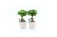 Ficus microcarpa ginseng Ficus micr. Ginseng in Sculpture keramiek 1 p 