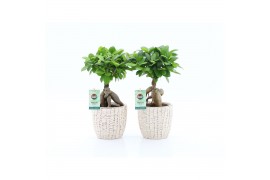 Ficus microcarpa ginseng Ficus micr. Ginseng in Sculpture keramiek 1 p