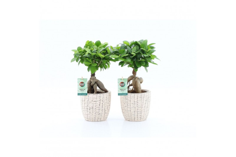 Ficus microcarpa ginseng Ficus micr. Ginseng in Sculpture keramiek 1 p Ficus microcarpa ginseng Ficus micr. Ginseng in Sculpture keramiek 1 p