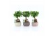 Ficus microcarpa ginseng Ficus micr. Ginseng in Monza keramiek 1 pp 