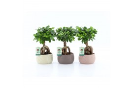 Ficus microcarpa ginseng Ficus micr. Ginseng in Monza keramiek 1 pp