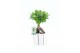 Ficus microcarpa ginseng Ficus micr. Ginseng in Banksey keramiek 1 pp 