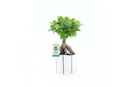 Ficus microcarpa ginseng Ficus micr. Ginseng in Banksey keramiek 1 pp