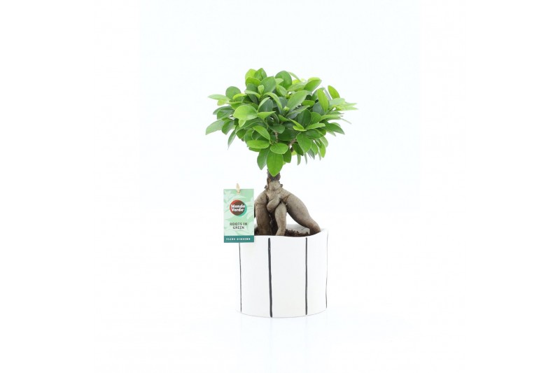 Ficus microcarpa ginseng Ficus micr. Ginseng in Banksey keramiek 1 pp Ficus microcarpa ginseng Ficus micr. Ginseng in Banksey keramiek 1 pp