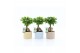 Ficus microcarpa ginseng Ficus micr. Ginseng in Ibiza keramiek 1 pp 